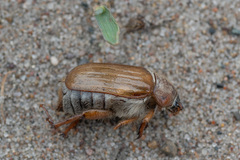 Amphimallon solstitiale