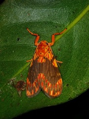 Barsine rosistriata