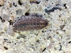 Proporcellio