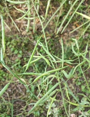 Brassica napus