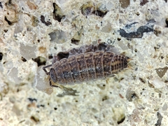 Proporcellio