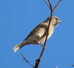 Crithagra atrogularis