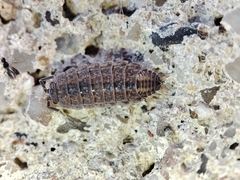 Proporcellio