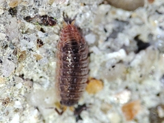Proporcellio