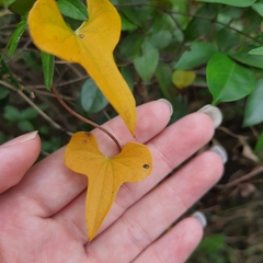 Dioscorea polystachya