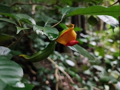 Tabernaemontana alternifolia