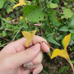 Dioscorea polystachya