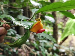 Tabernaemontana alternifolia