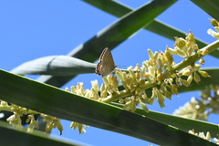 Theclinesthes onycha