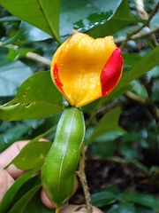 Tabernaemontana alternifolia