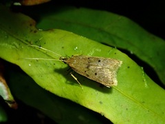 Lecithocera