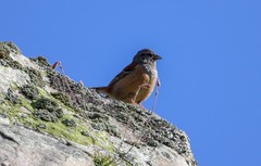 Emberiza godlewskii