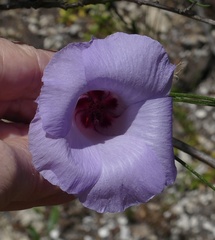Alyogyne hakeifolia