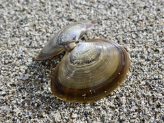Nuttallia japonica