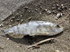 Sardinella lemuru