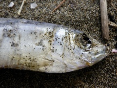 Sardinella lemuru