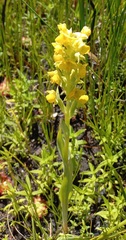 Pterygodium acutifolium