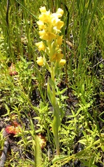 Pterygodium acutifolium