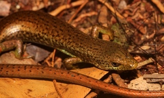 Siderolamprus montanus