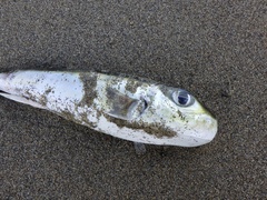 Lagocephalus spadiceus