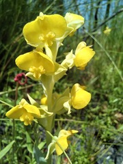 Pterygodium acutifolium