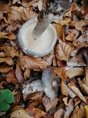 Lactarius fluens