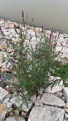 Celosia argentea
