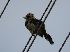 Trachyphonus vaillantii