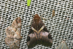 Melipotis fasciolaris