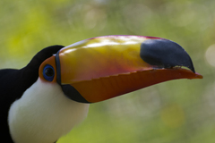 Ramphastos toco