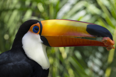 Ramphastos toco