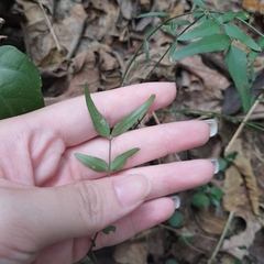 Jasminum nervosum