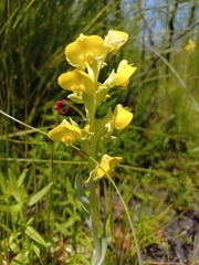 Pterygodium acutifolium