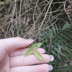 Tetrastigma formosanum