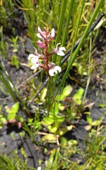 Satyrium rhynchanthum