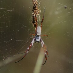 Trichonephila edulis