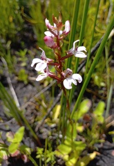 Satyrium rhynchanthum