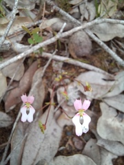 Stylidium androsaceum