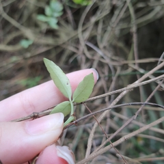 Tetrastigma formosanum