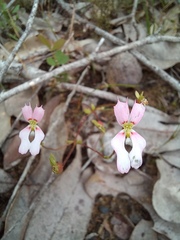 Stylidium androsaceum