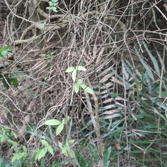 Tetrastigma formosanum