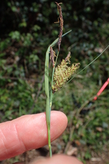 Carex flacca