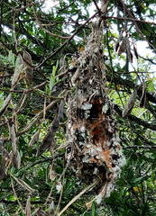 Chalcomitra amethystina