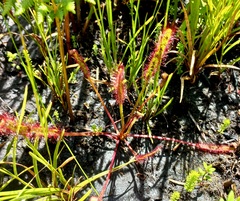 Drosera capensis