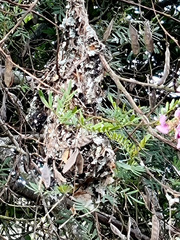 Chalcomitra amethystina