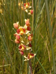 Pterygodium acutifolium