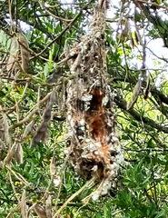 Chalcomitra amethystina