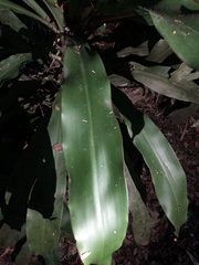 Alpinia sessiliflora
