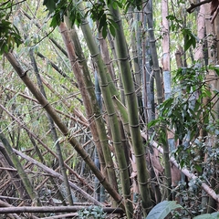 Bambusa dolichoclada