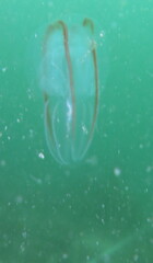 Bolinopsis ashleyi